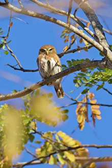 Pigmy: Ferruginous Pygmy Owl