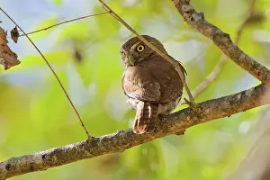 Pigmy: Ferruginous Pygmy Owl