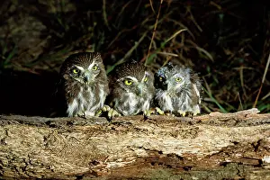 Ferruginous: Ferruginous Pygmy-owl fledglings