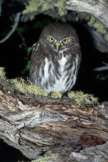 Glaucidium: FERRUGINOUS PYGMY OWL - perching on log