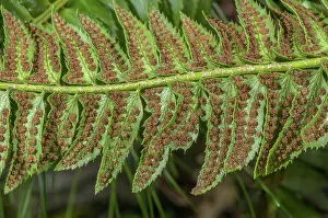 Bob Gibbons: Fertile fronds of Holly Fern, Polystichum lonchi