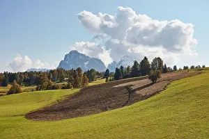 Alpe: Fertilized meadow on the Seiser Alm, Alpe di Siusi