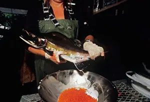 Sperm: Fertilizing Pink Salmon eggs with milt
