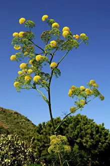 Height: Ferula linkii - a tall perennial herb in full flower
