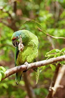 Festiva: Festive Amazon / Festive Parrot perched on a branch