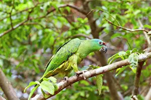 Festiva: Festive Amazon / Festive Parrot perched on a branch