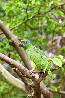 Festiva: Festive Amazon / Festive Parrot perched on a branch
