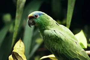 Brids: Festive Amazon Parrot
