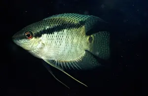 Cichlids: FESTIVE CICHLID