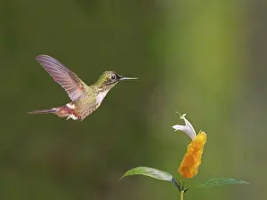 Coquette: Festive Coquette at flower Lophornis chalybeus Atlantic