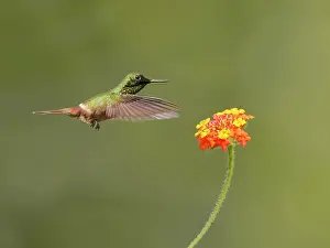 Hummingbird: Festive Coquette at flower Lophornis chalybeus Atlantic