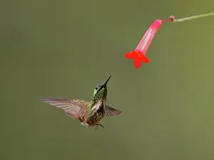 Hummingbird: Festive Coquette at flower Lophornis chalybeus Atlantic