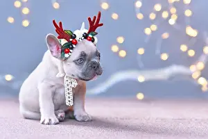 String: Festive French Bulldog dog puppy wearing a seasonal