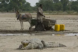 Cart: Fetching water and Crocodile Mare Bazoule of Burkina Faso
