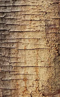 Fever: Fever Tree - detail of a bark