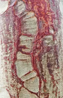 Fever: Fever Tree - detail of a bark
