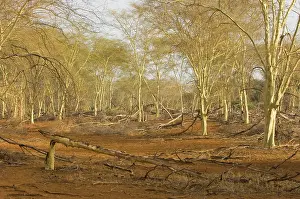 Fever: Fever tree - Forest