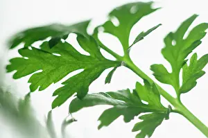 Feverfew: Feverfew