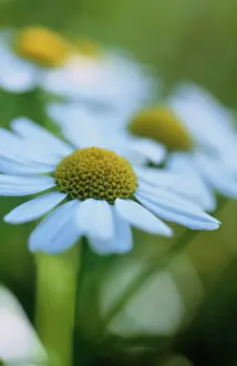 Tanacetum: Feverfew