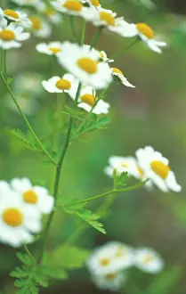Tanacetum: Feverfew