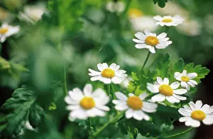 Tanacetum: Feverfew