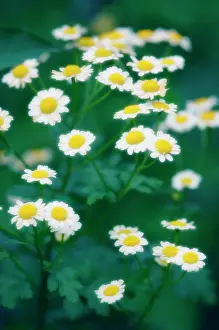 Tanacetum: Feverfew