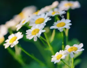 Tanacetum: Feverfew