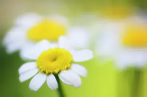 Tanacetum: Feverfew