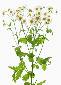 Tanacetum: Feverfew