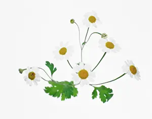 Tanacetum: Feverfew