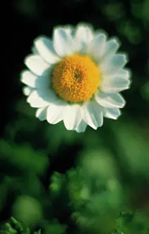 Tanacetum: Feverfew