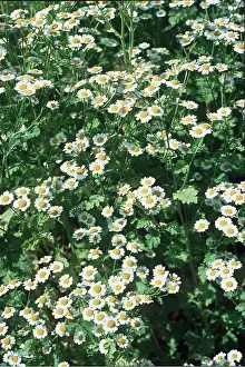 Ardea London: FEVERFEW
