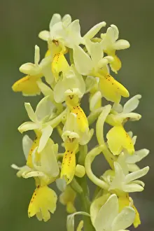Orchis: Few-flowered Orchid in flower in spring Italy