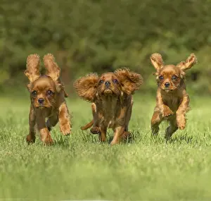 Jean-michel Labat: Fhree Cavalier King Charles Spaniel Dogs outdoors