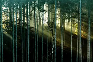 Beam: Fichtenwald mit Sonnenstrahlen, Dirlewang, Unterallgau