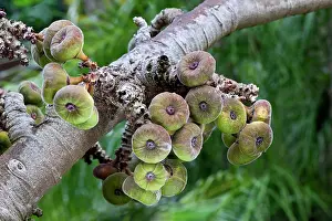 Figs: Ficus auriculata - this genus consists of abourt