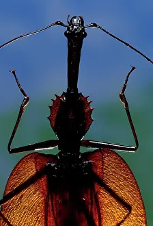 Carabidae: Fiddle Beetle