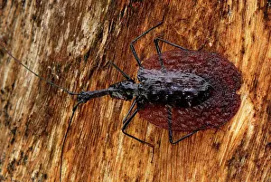 Fiddle: Fiddle Beetle / Violin Beetle