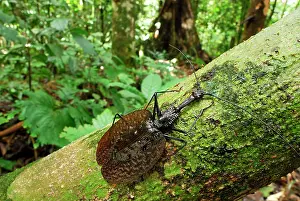 Fiddle: Fiddle Beetle / Violin Beetle