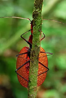 Fiddle: Fiddle Beetle / Violin Beetle