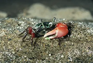 Crabs: FIDDLER CRAB