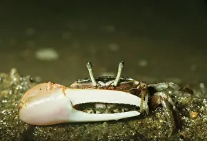 Crabs: FIDDLER CRAB - MALE