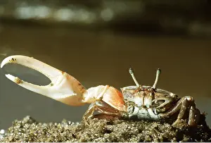 Crabs: FIDDLER CRAB - Male