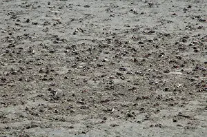 Fiddler: Fiddler Crabs