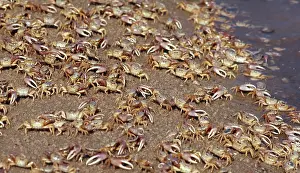 Fiddler: Fiddler crabs