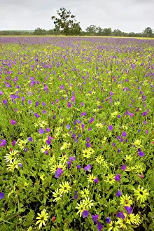 Bugloss: Field ablaze with non-native plants: a yellow daisy
