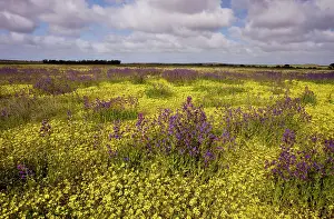 Bugloss: Field ablaze with non-native plants: a yellow daisy