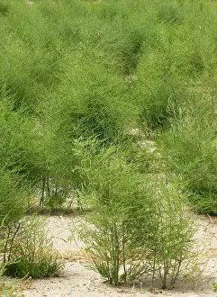 Asparagus: Field of Asparagus