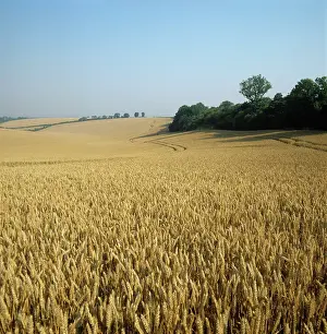 Undulating: Field in August
