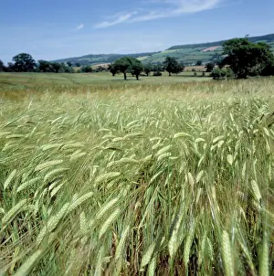 Grains: Field of barley
